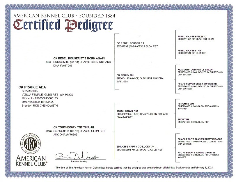 Ada AKC certified pedigree