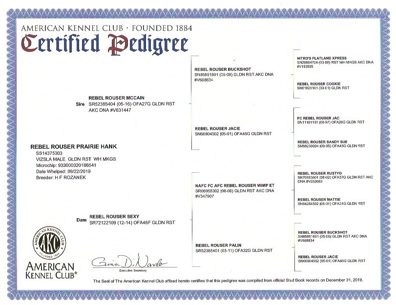 Hank AKC certified pedigree