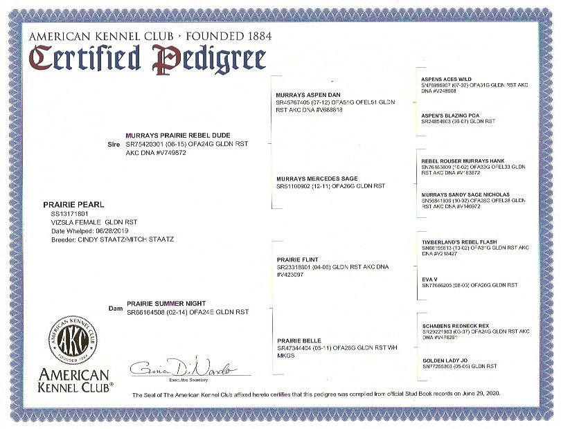 Pearl AKC certified pedigree