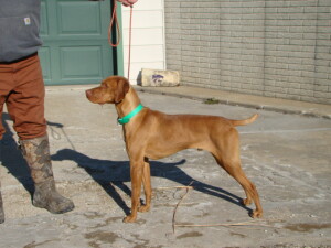 Hank 3028